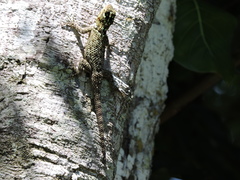 Sceloporus serrifer