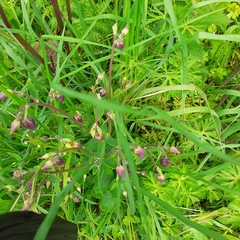 Aquilegia atrata
