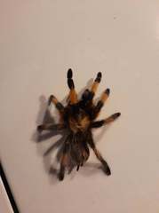 Aphonopelma moderatum