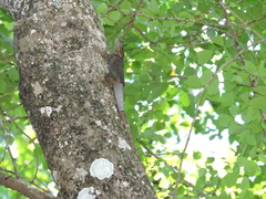 Sceloporus serrifer