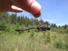 Somatochlora kennedyi