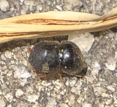 Cnestus mutilatus
