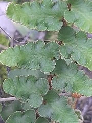 Asplenium cordatum