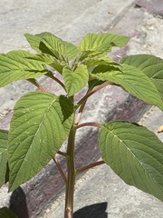Amaranthus watsonii