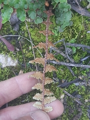 Asplenium cordatum