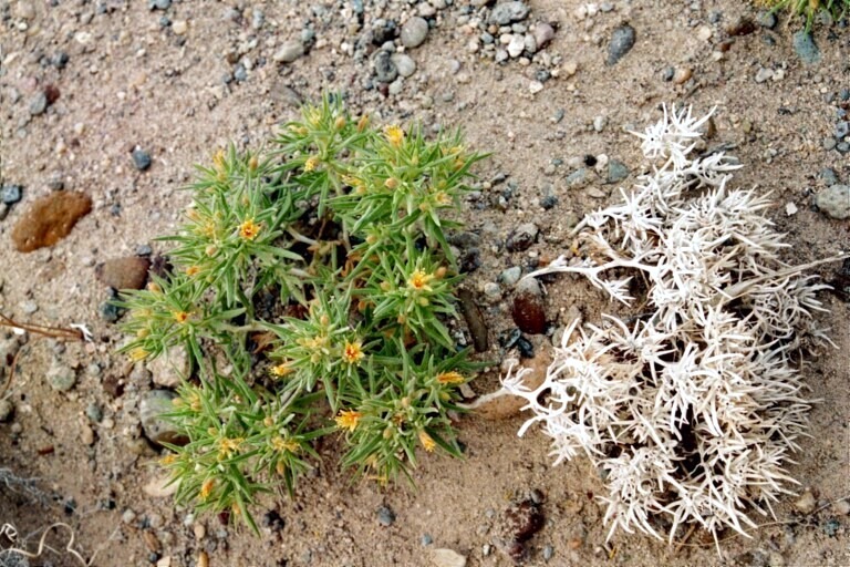 Mentzelia torreyi var. acerosa