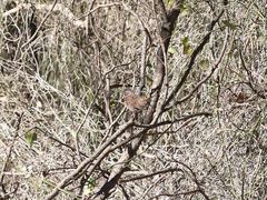 Passerella iliaca iliaca