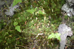 Polytrichastrum ohioense