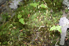 Polytrichastrum ohioense