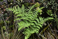 Pteridium aquilinum decompositum