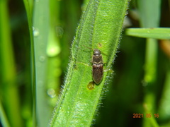 Athous haemorrhoidalis