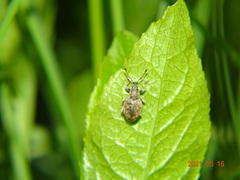 Peritelus sphaeroides