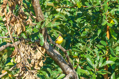 Emberiza cabanisi
