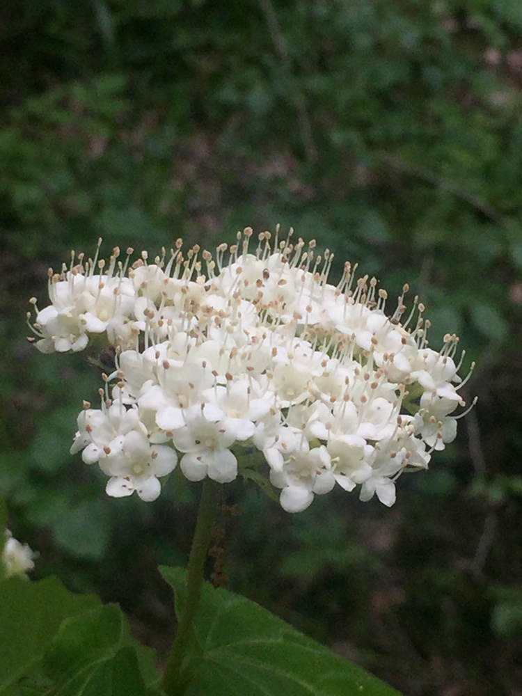 Viburnum molle