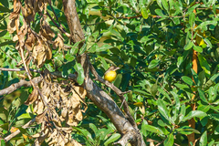 Emberiza cabanisi
