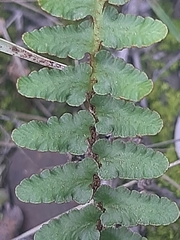 Asplenium cordatum