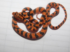 Imantodes gemmistratus