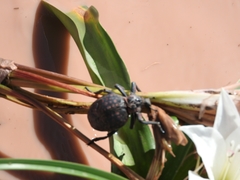 Brachycerus ornatus