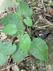 Matelea carolinensis