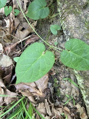 Matelea carolinensis