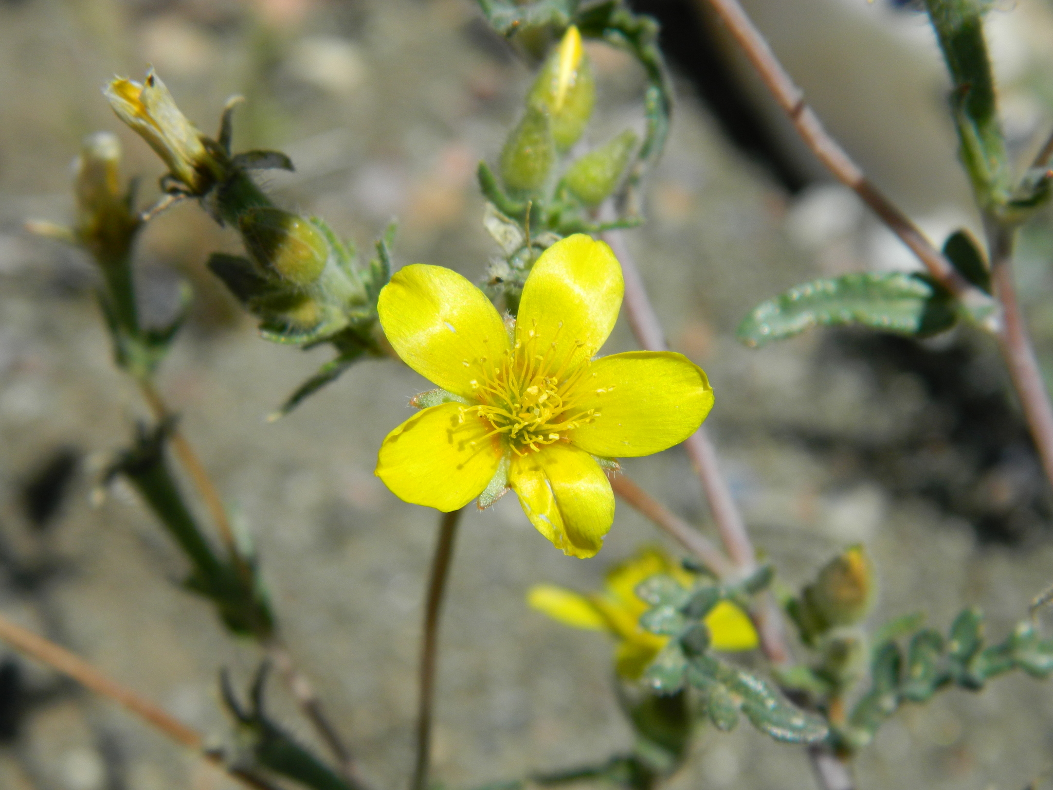 Mentzelia jonesii