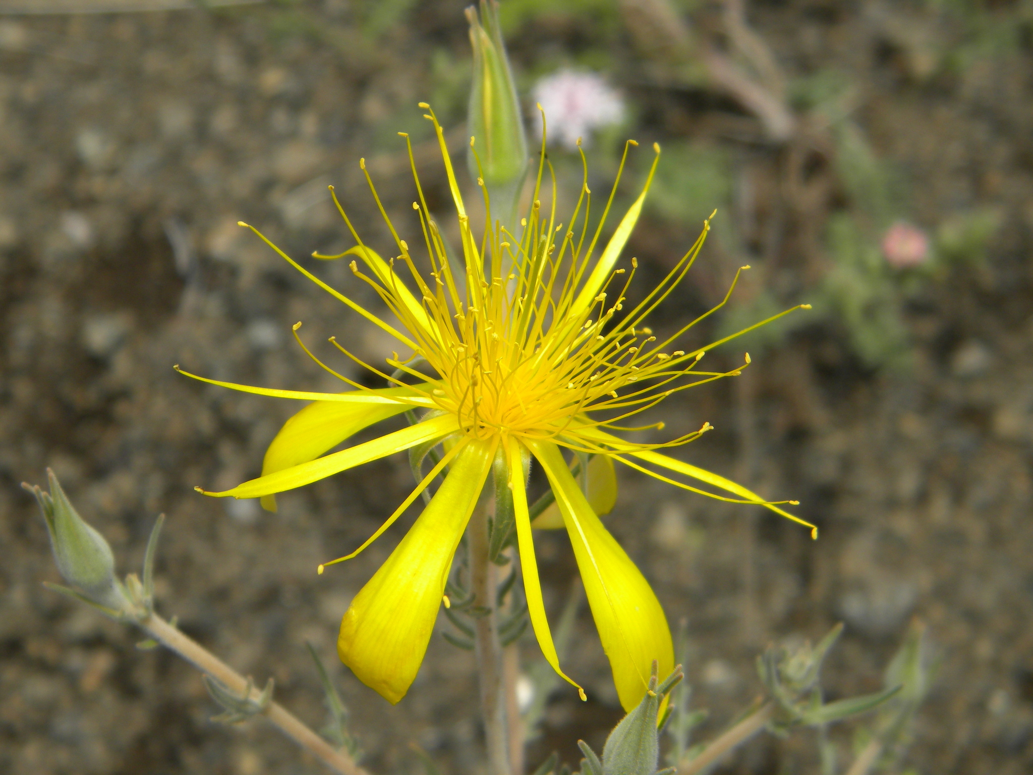 Mentzelia laevicaulis var. laevicaulis