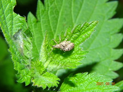 Peritelus sphaeroides