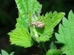 Peritelus sphaeroides