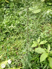 Symphyotrichum schaffneri