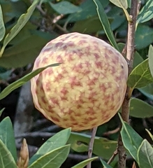 Andricus vacciniifoliae