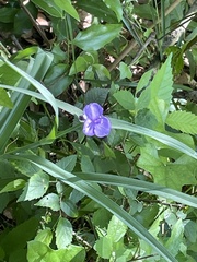 Tradescantia