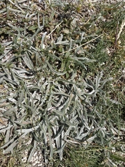 Convolvulus calvertii