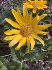 Wyethia amplexicaulis