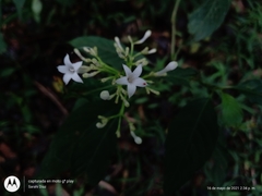 Palicourea galeottiana