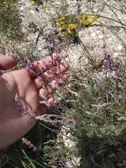 Astragalus tenuifolius