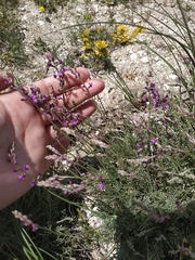 Astragalus tenuifolius