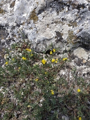 Medicago rupestris