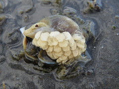 Buccinastrum deforme