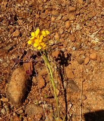 Erysimum capitatum capitatum