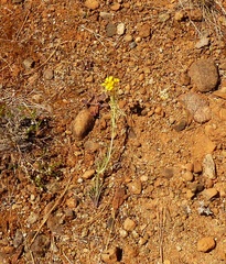 Erysimum capitatum capitatum