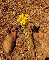 Erysimum capitatum capitatum