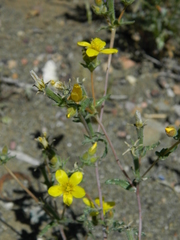Mentzelia jonesii