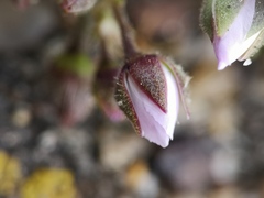 Spergularia rupicola
