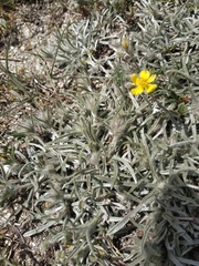 Convolvulus calvertii