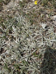 Convolvulus calvertii