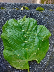 Eriophyes exilis