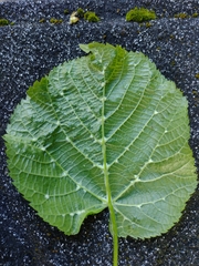 Eriophyes exilis
