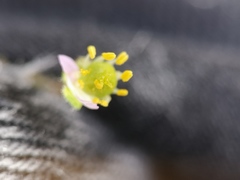 Spergularia rupicola