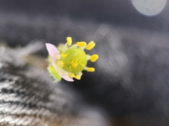 Spergularia rupicola