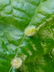 Eriophyes exilis